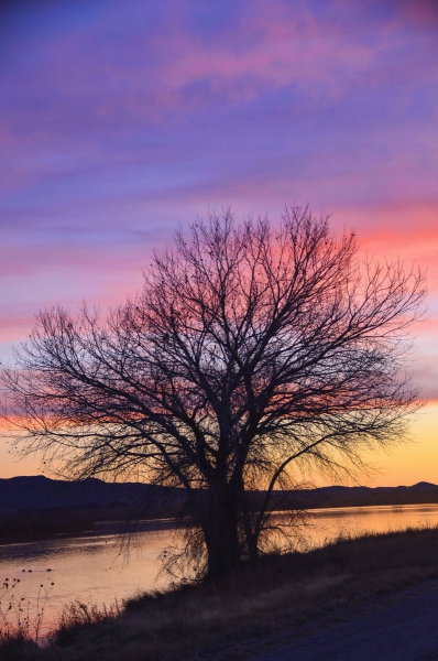 Tree-at-Sunset