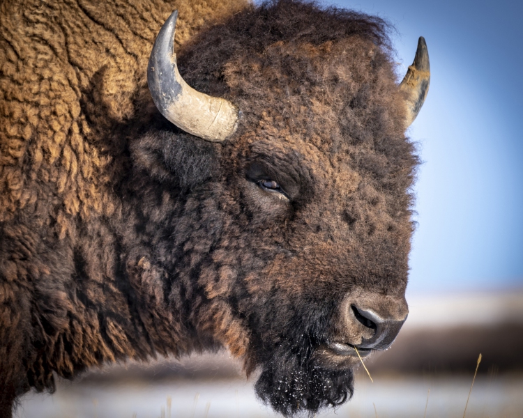 Bison