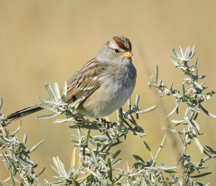 Chipping-Sparrow